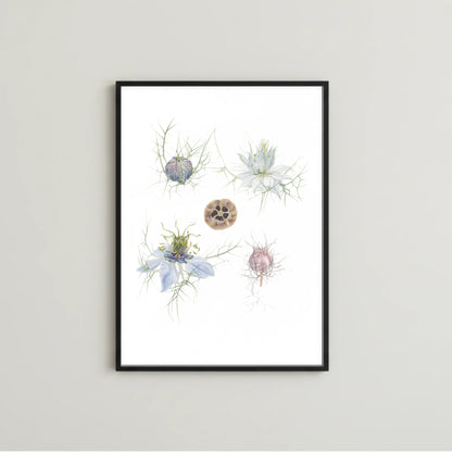Jungfer im Grünen Kunstdruck im schwarzen Rahmen – Aquarellillustration von Nigella damascena in verschiedenen Entwicklungsstadien | Animis