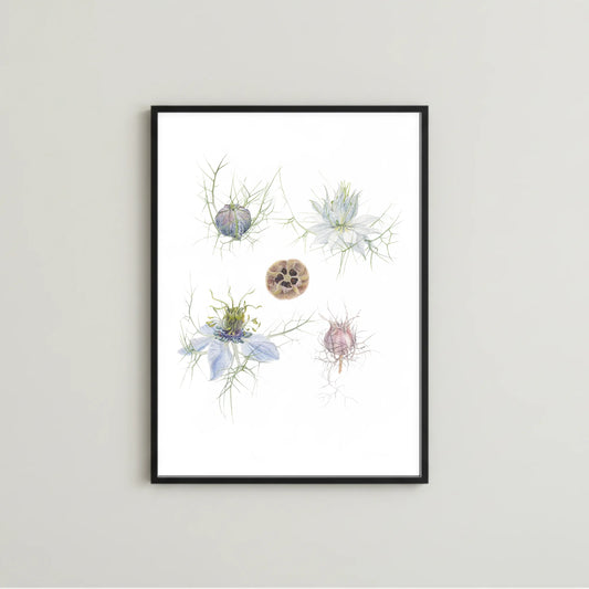Jungfer im Grünen Kunstdruck im schwarzen Rahmen – Aquarellillustration von Nigella damascena in verschiedenen Entwicklungsstadien | Animis