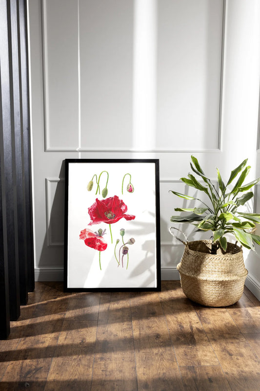 Mohn Kunstdruck im schwarzen Rahmen auf Holzboden neben Zimmerpflanze – Aquarellillustration von Papaver rhoeas mit Blüten und Knospen | Animis