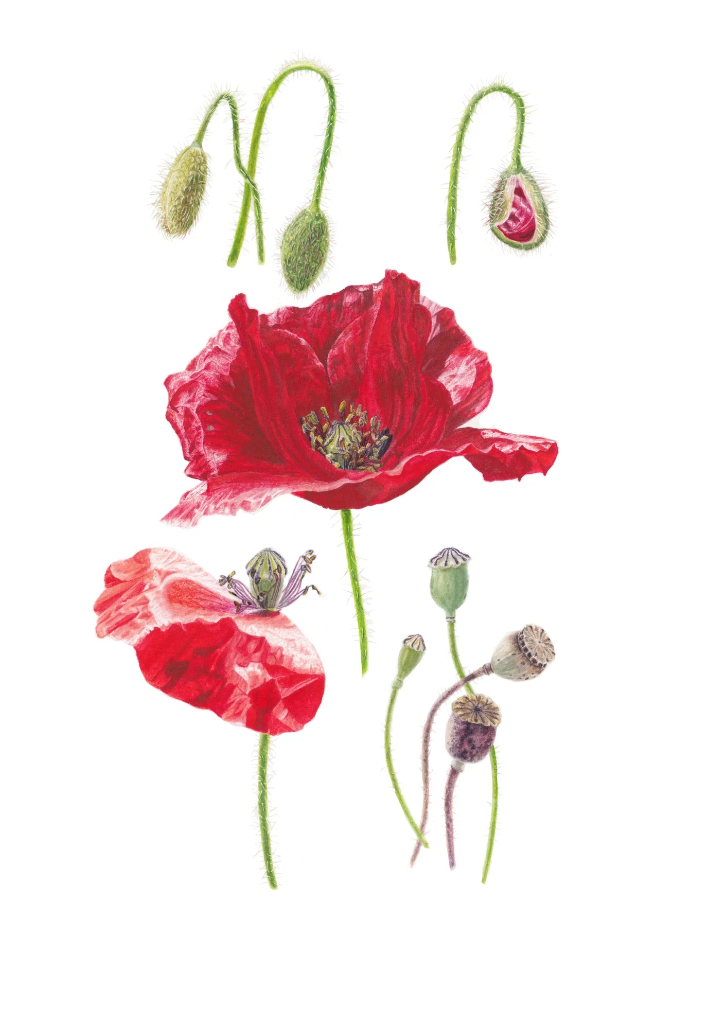 Mohn Kunstdruck – Aquarellillustration von Papaver rhoeas mit Blüten, Knospen und Samenkapseln | Animis
