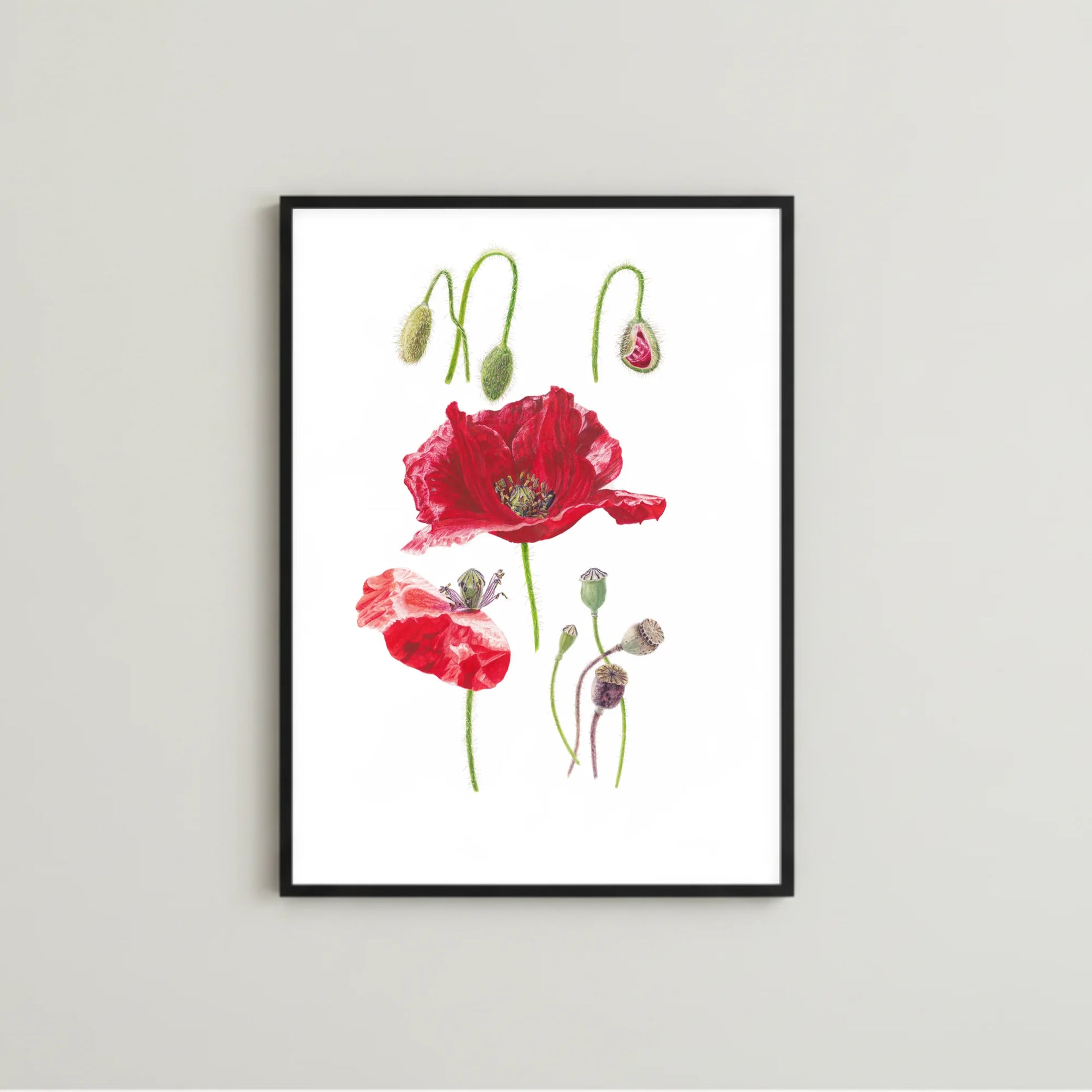 Mohn Kunstdruck im schwarzen Rahmen auf grauem Hintergrund – Aquarellillustration von Papaver rhoeas mit Blüten und Knospen | Animis