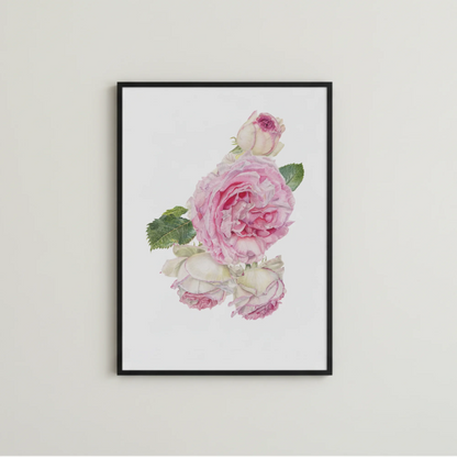 handgemalte botanische Ilustration von rosa Rosen als Kunstdruck