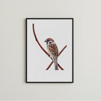 Spatz Illustration als Kunstdruck