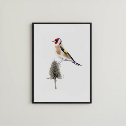 handgemalte VogelIllustration eines Diestelfinken als Kunstdruck