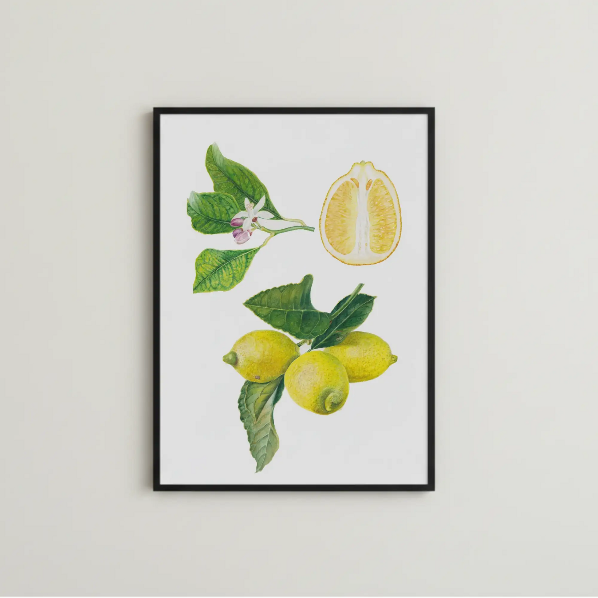 Zitronen botanische Illutration als fine art print