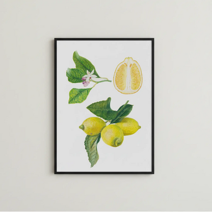 Zitronen botanische Illutration als fine art print